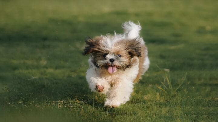 caso exito diseño web petplan imagen perro